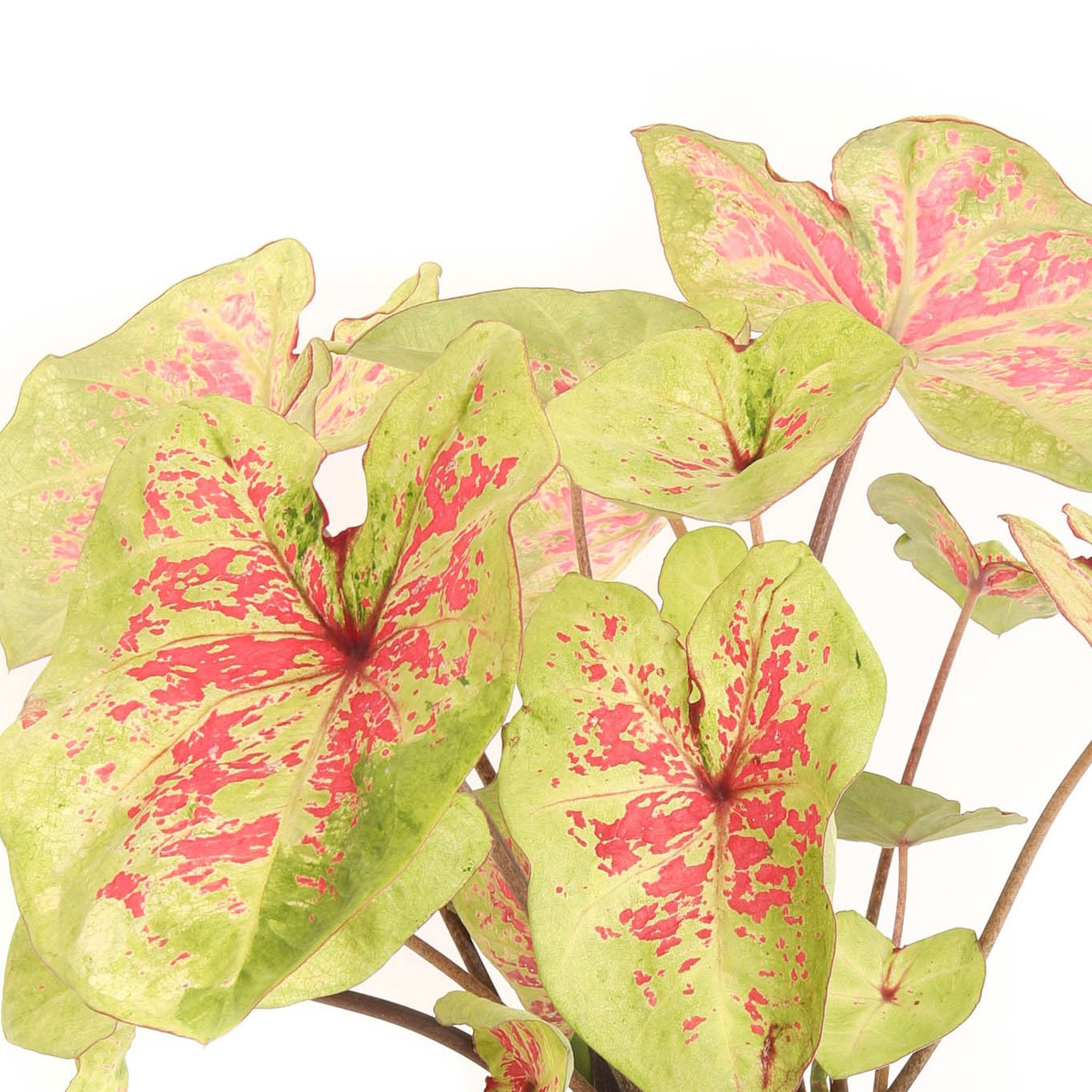 houseplants — Our Plants — Kawahara Nurseries